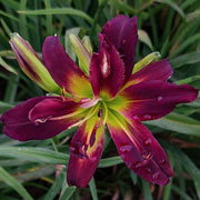 Point of No Return Daylily